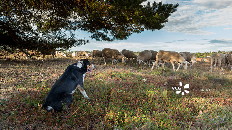 牧羊犬守护着羊群图片素材