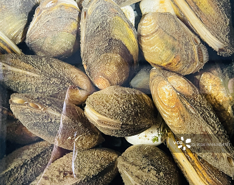 新鲜淡水蛤蜊特写图片素材