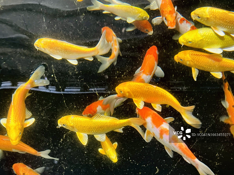 水族箱内的小锦鲤鱼精选及特写图片素材