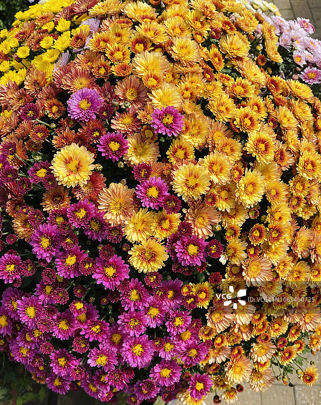 不同颜色的菊花选择（盛开和近摄）图片素材