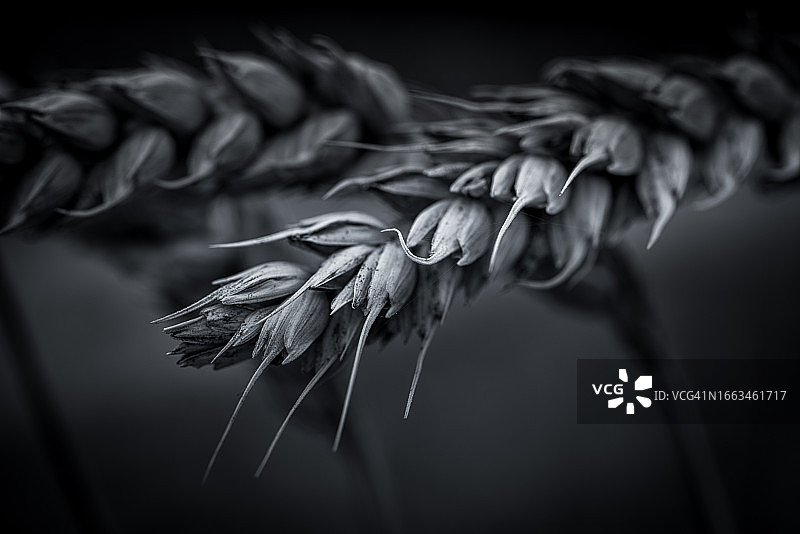 黑白小麦图图片素材