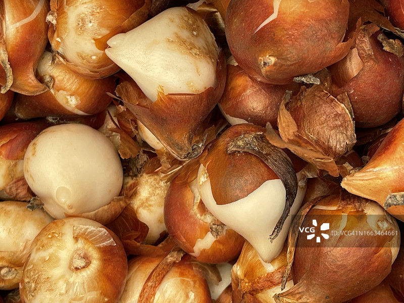 特写镜头下的郁金香鳞茎（诺维太阳）图片素材