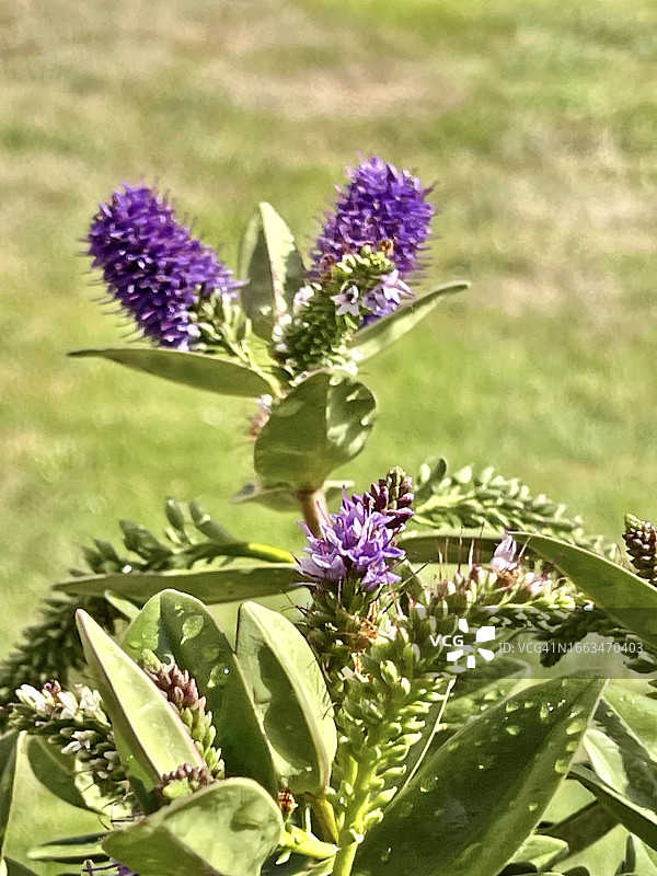 开花和含苞待放的弗朗西斯加蓝丝绒花特写图片素材