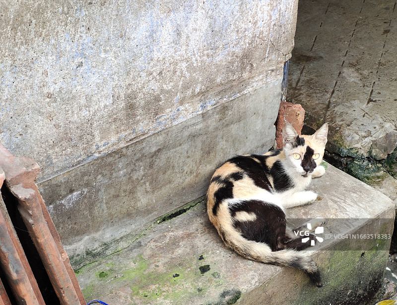 一只直视镜头的流浪猫图片素材