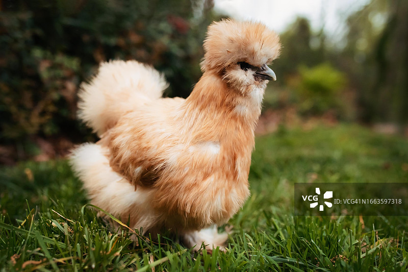 丝毛鸡图片素材