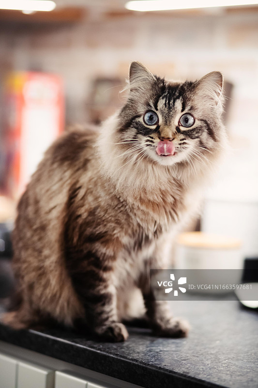 小猫的舌头图片素材