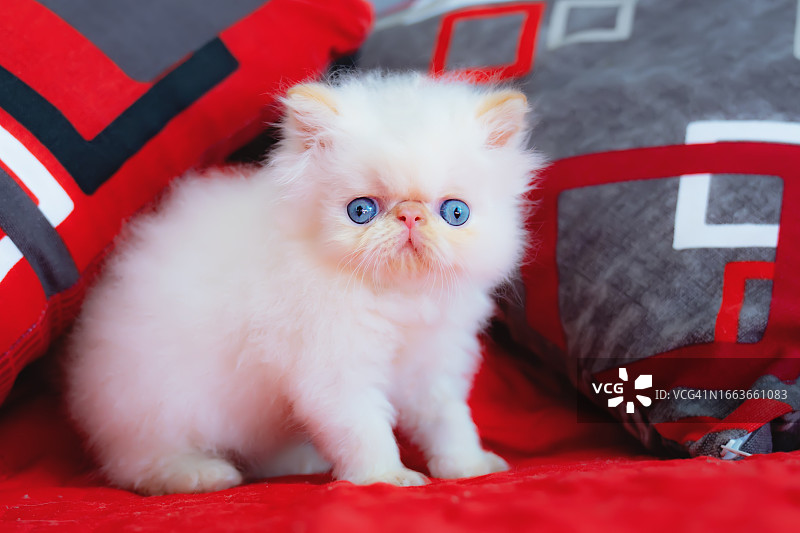 在床上摆姿势的小而蓬松的喜马拉雅小猫图片素材