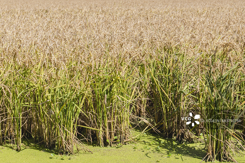 外观漂亮的成熟稻田图片素材