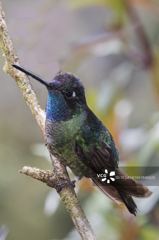 雄蜂鸟栖息图片素材