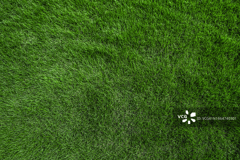绿草背景图片素材