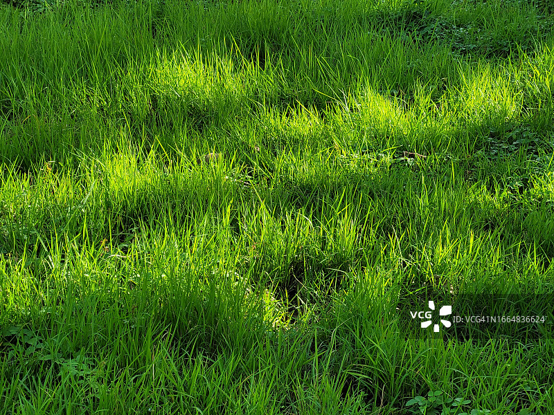 傍晚阳光照耀绿草地图片素材
