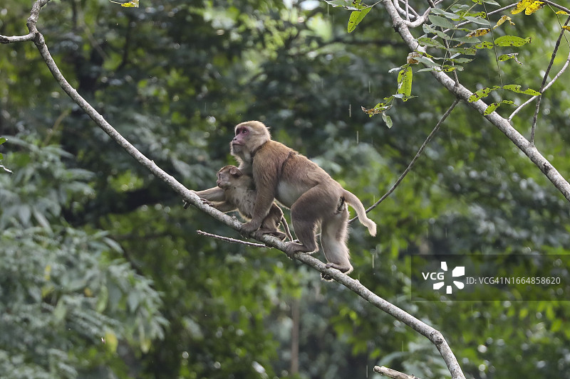 一只近危物种阿萨姆猕猴（Macaca assamensis）带着幼崽爬树图片素材
