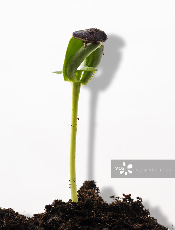 白色背景上的向日葵幼苗茎和叶图片素材