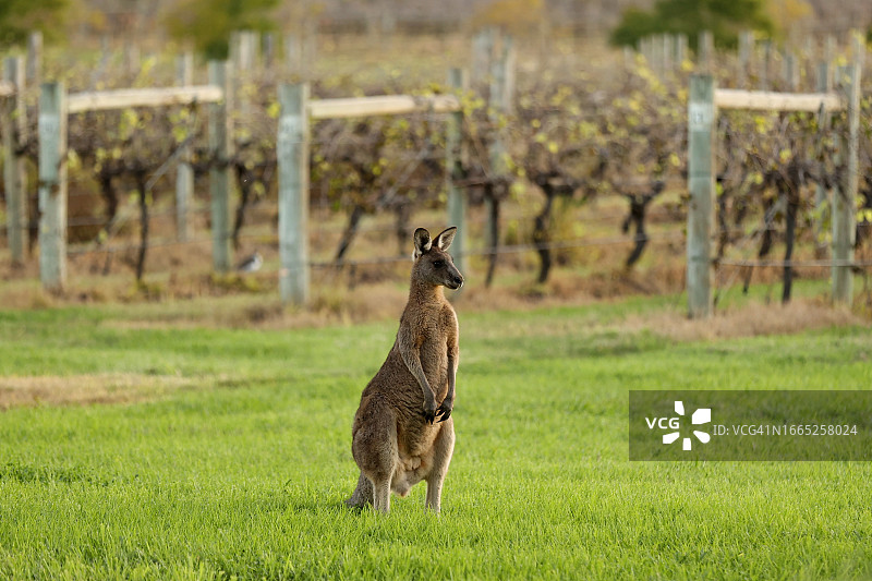 葡萄园边的袋鼠图片素材
