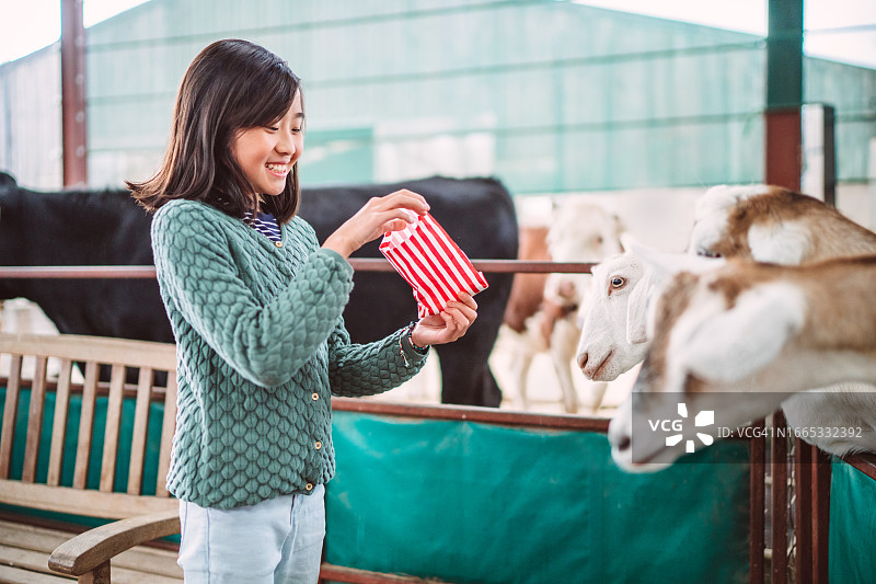 快乐的少女在农场动物围栏里喂山羊图片素材