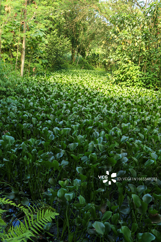 凤眼蓝池塘图片素材