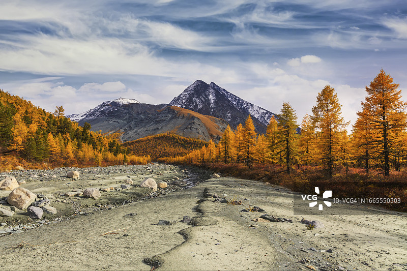秋季金色落叶松山景图片素材