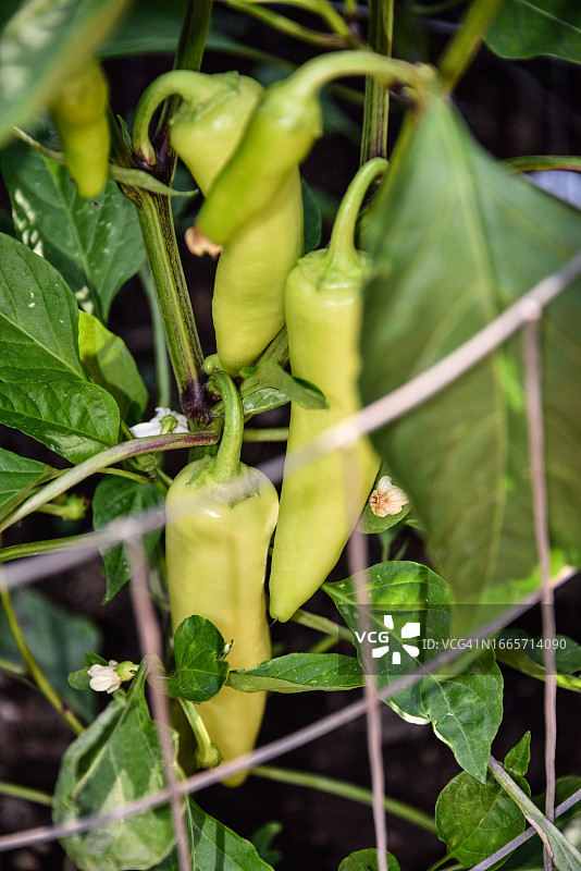 花园里生长的香蕉甜椒图片素材