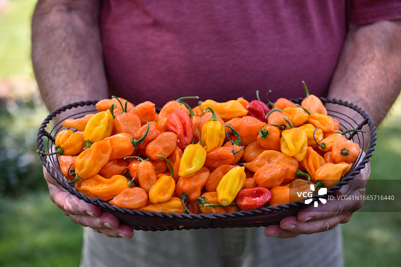 手捧着各色哈瓦那辣椒，准备烘烤图片素材
