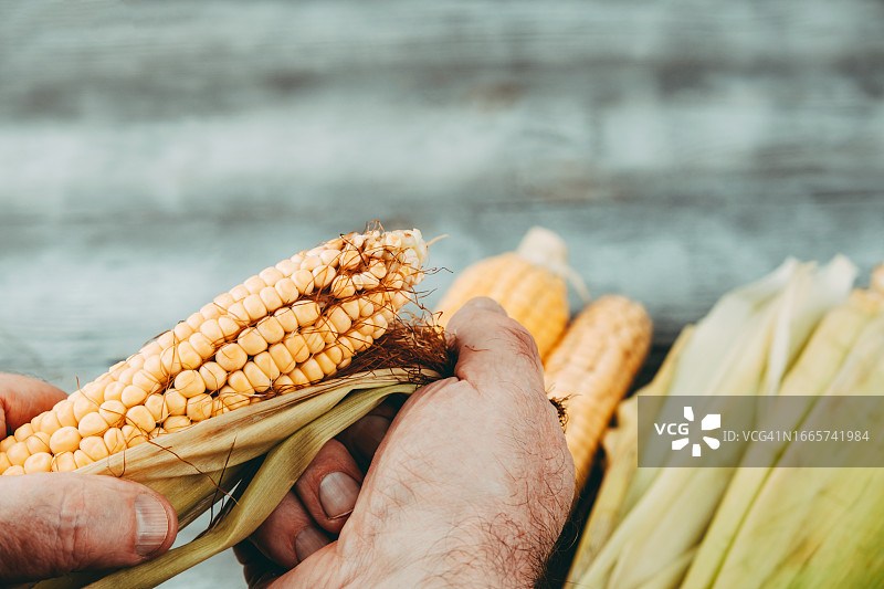 手持玉米棒剥皮特写图片素材