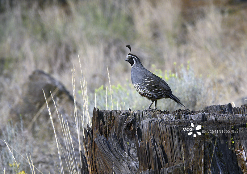 加州雄鹌鹑图片素材