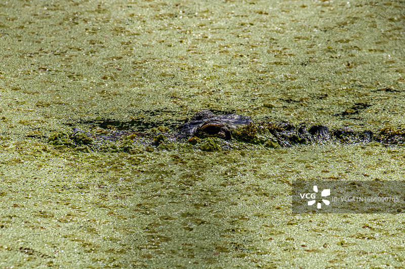 美国鳄鱼图片素材