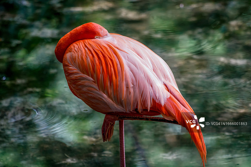 加勒比海火烈鸟图片素材