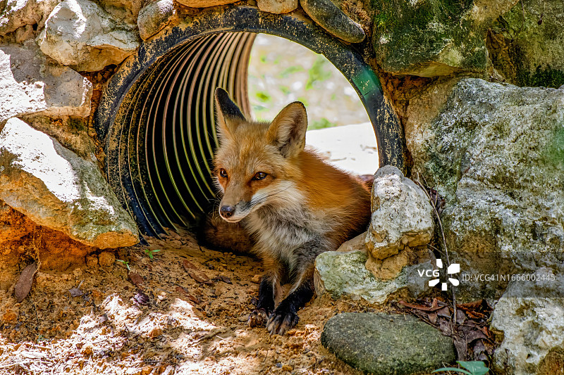 红狐狸图片素材