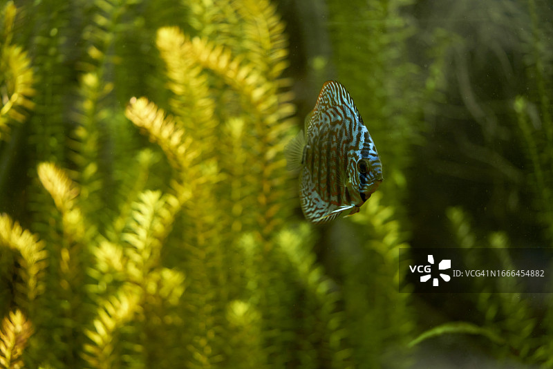 珊瑚礁水族箱中的豹纹隆头鱼图片素材