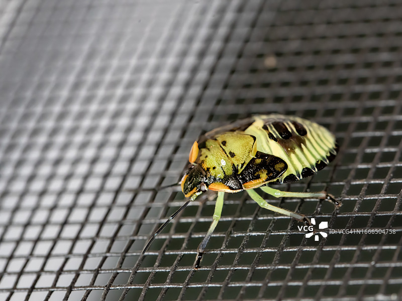 屏幕上的彩绘椿象图片素材