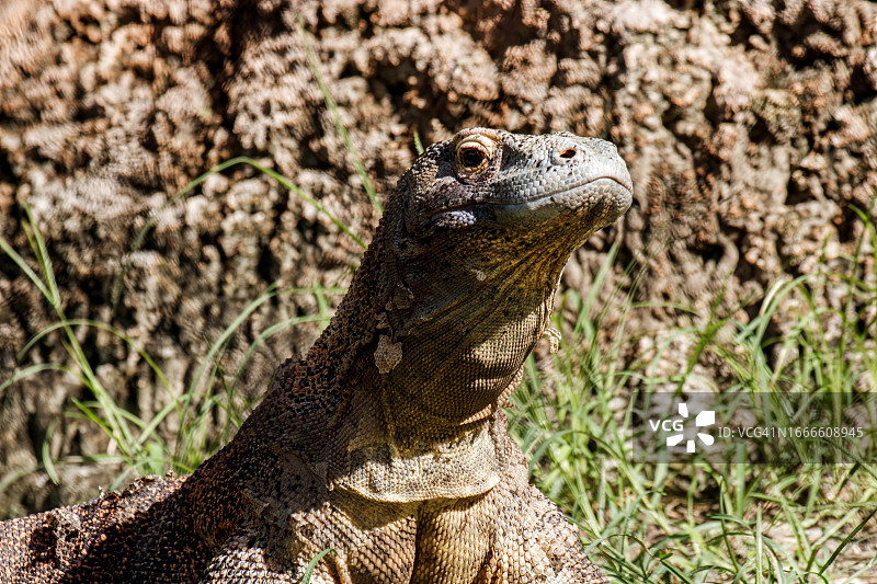 科摩多龙图片素材