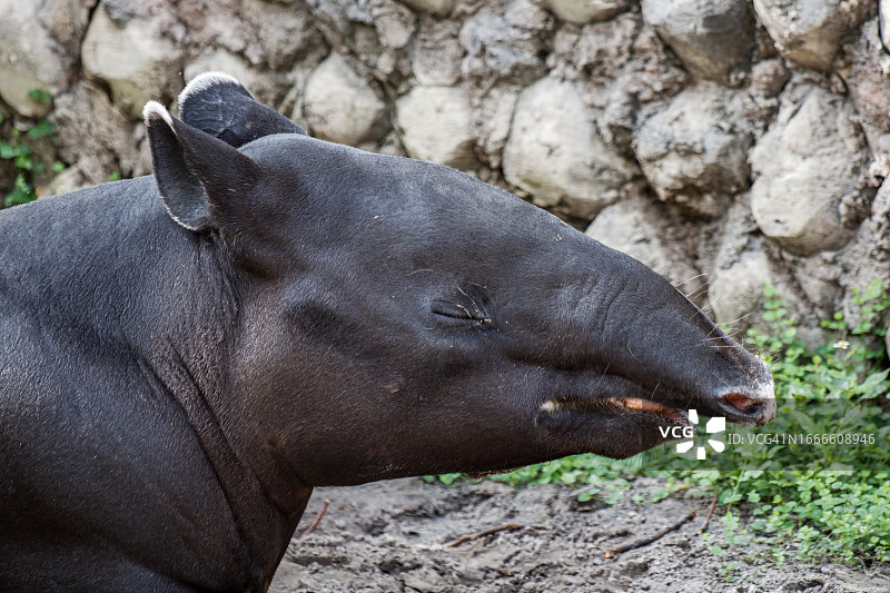 马来貘图片素材