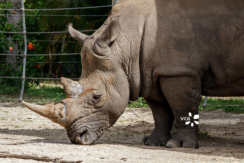 白犀牛图片素材
