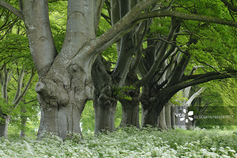 英国多塞特郡成排的老山毛榉树图片素材