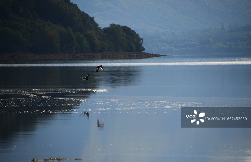 苏格兰因弗雷里法恩湖（捕蛎鸟）图片素材