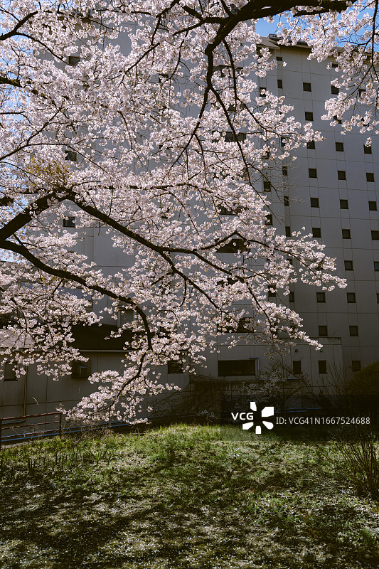 日本春天盛开的街道旁樱花树图片素材