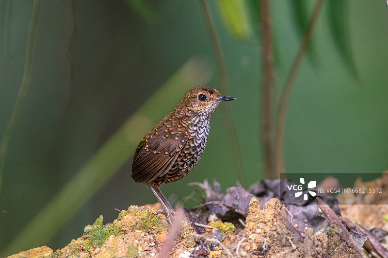 纹胸短翅莺图片素材