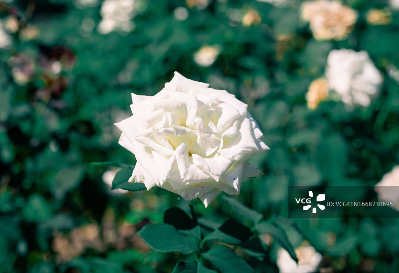 花园里的白色花朵图片素材