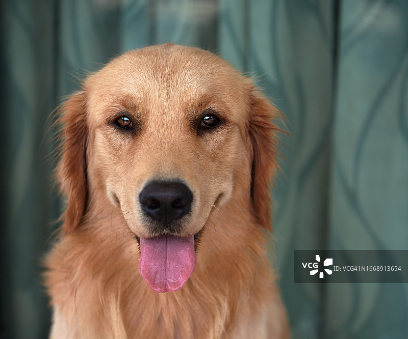 吐舌头的金毛犬图片素材