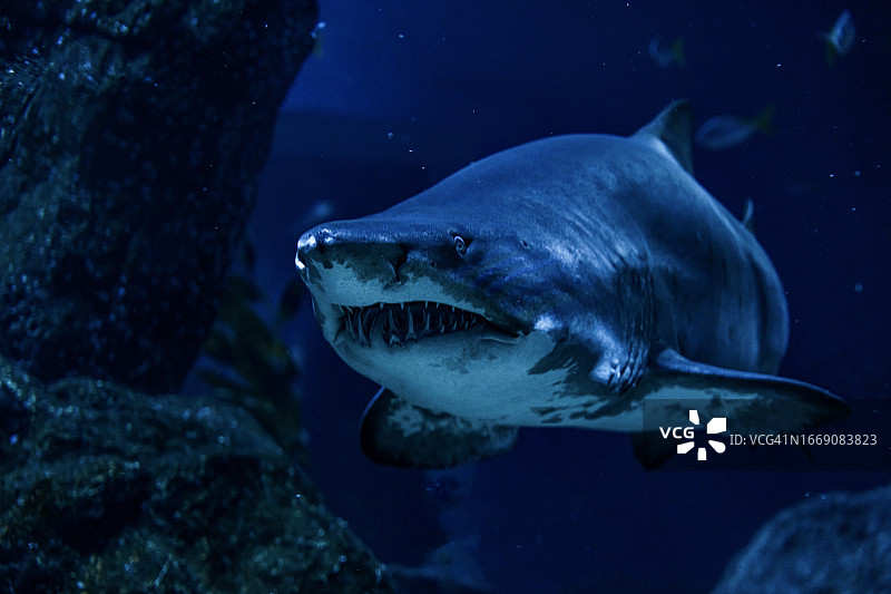 泰国曼谷水族馆中的鱼和珊瑚特写图片素材