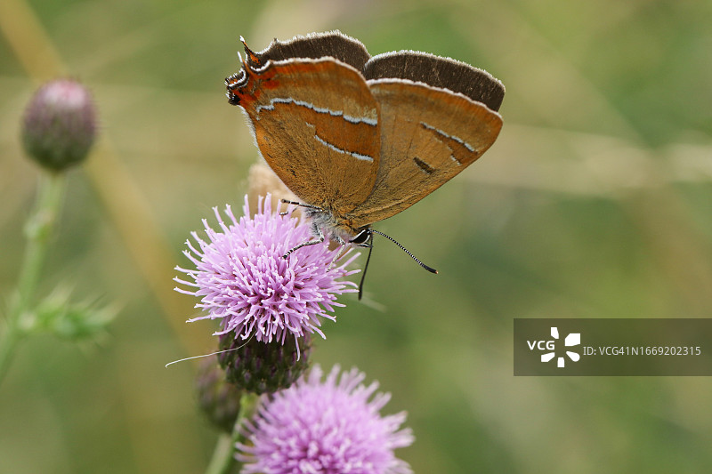 在蓟花上采蜜的稀有朴树灰蝶图片素材