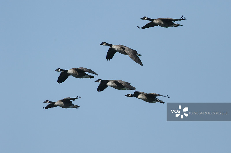 一群加拿大鹅在蓝天中飞翔图片素材