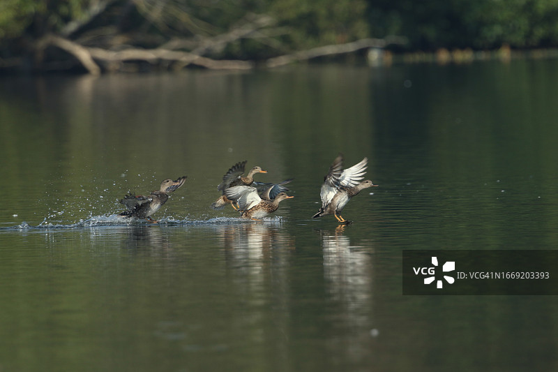 四只赤膀鸭降落在湖面上图片素材