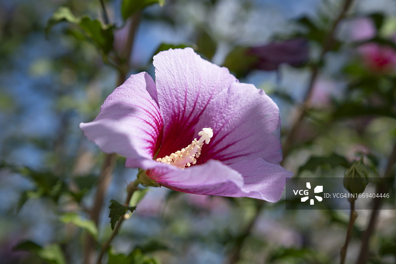 粉色芙蓉花图片素材