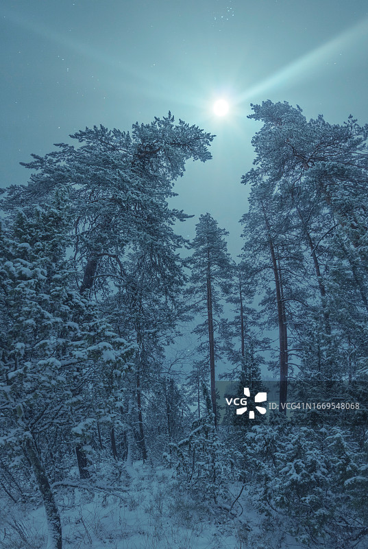 芬兰冬季迷雾森林冰封树木图片素材