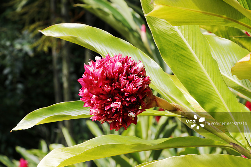 双瓣山姜，瓜德罗普图片素材