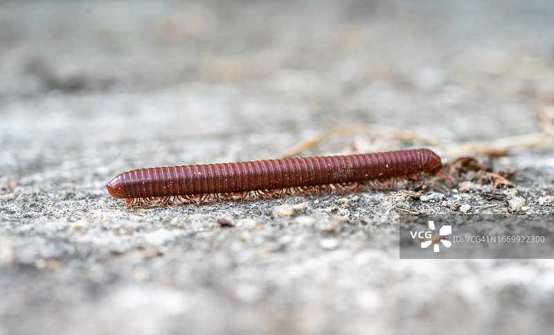 行走在地面上的马陆图片素材