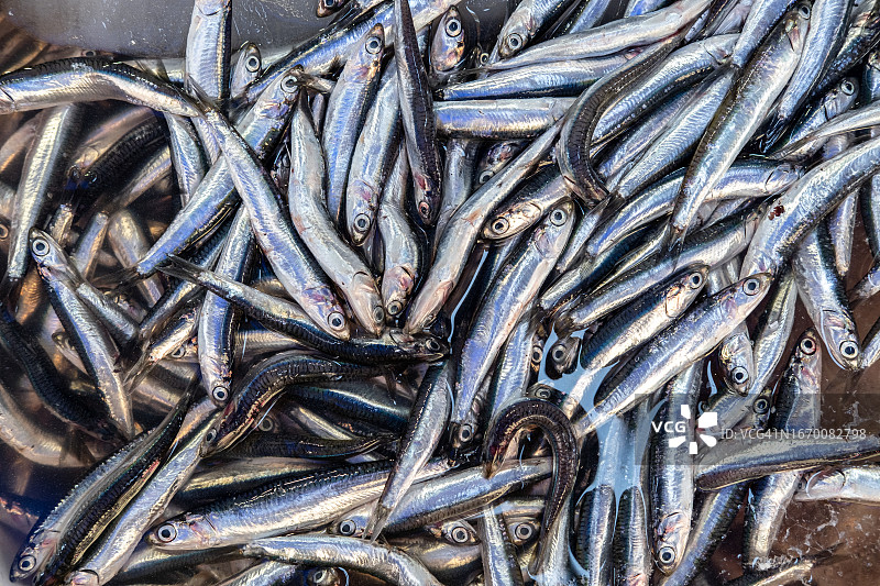 当地鱼市上的新鲜鱼类和海鲜图片素材