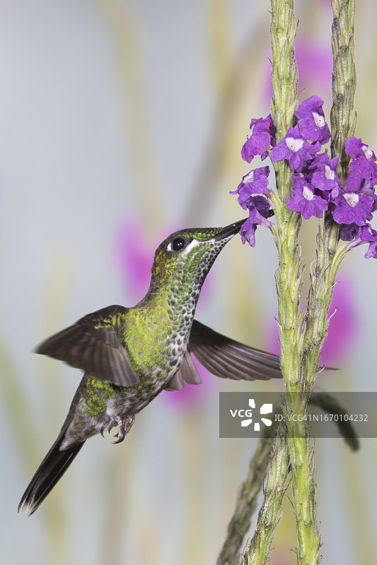 绿冠辉蜂鸟（雌性）在花上觅食图片素材