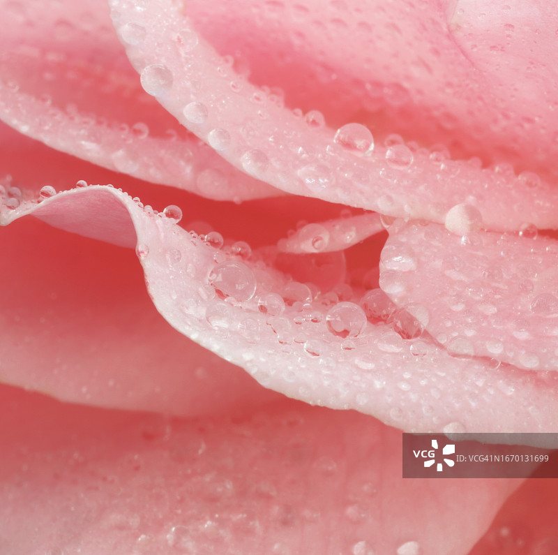 水滴玫瑰花瓣特写图片素材